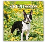 Boston Terriers 2025 Square Wall Calendar