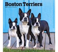 Boston Terriers 2026 Square Flap Calendar