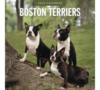 Boston Terriers - 2026 Square Wall Calendar - by Red Robin Publishing