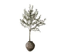 Botané Olive Wood Green