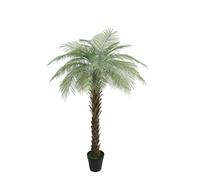 Botanica Phoenix Palm Tree In Pot 180Cm - Green