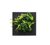 Botanical Boys Bamboo Living Wall Picture Frame - Black
