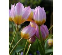Botanical Tulip 'Bakeri Lilac' (10 bulbs)