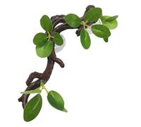 Botanical Vivarium Supplies - Terrarium Suction Limbs, Hanging Vine Structures, Decorative Habitat Enhancement Piece | Aquarium Resting Playground Arrangement For Salamanders Anoles Serpents