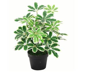 Botanik 55cm Variegated Artificial Umbrella Plant