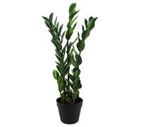 Botanik 75cm Artificial Zanzibar Green Gem Zamioculcas Succulent Indoor Plant