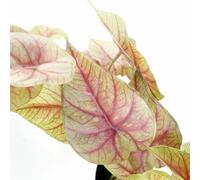 Botanik Artificial Office Plants