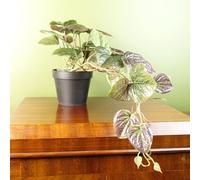 Botanik Artificial Office Plants, 35cm Purple Potted Pothos
