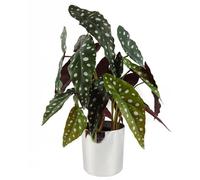Botanik Artificial Office Plants, 40cm