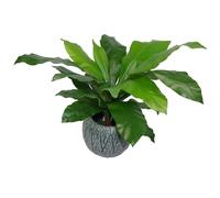 Artificial Bird Nest Fern Plastic Weighted Pot 60Cm Realistic House Plants Botanik, Green