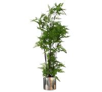 Botanik Premium Artificial Fern Grass