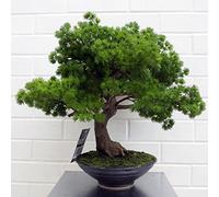 Artificial Bonsai Tree Pine Bonsai 50Cm Leaf Design UK Trees Realistic Plant Botanik