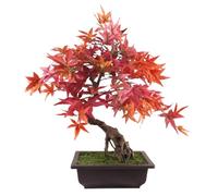 Botanik Premium Bonsai Tree
