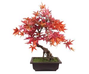 Botanik Premium Bonsai Tree
