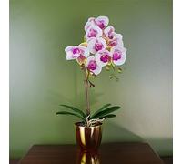 Botanik Realistic Artificial Orchid Plants Fully Potted