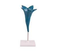 Botany Teaching Model with Flower Anatomy Display, Freestanding ABS Structure Aid on Base for Science Classroom Lessons Flower Morphology Aid Plant Anatomy Classroom Freestanding Botany Display Floral