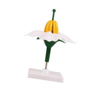 Botany Teaching Model with Flower Anatomy Display, Freestanding ABS Structure Aid on Base for Science Classroom Lessons Flower Morphology Aid Plant Anatomy Classroom Freestanding Botany Display Floral