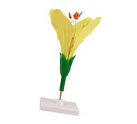 Botany Teaching Model with Flower Anatomy Display, Freestanding ABS Structure Aid on Base for Science Classroom Lessons Flower Morphology Aid Plant Anatomy Classroom Freestanding Botany Display Floral