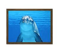 Bottlenose Dolphin Smiling Large Framed Art Print Poster Wall Decor 18x24 inch