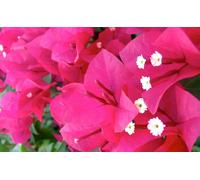 Bougainvillea Barbara Karst Plug Plant Climber