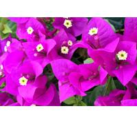 Bougainvillea Elizabeth Angus Plug Plant Climber