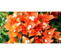 Bougainvillea Fire Opal Jumbo Plug Plant Climber