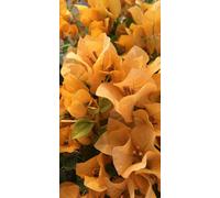 Bougainvillea Topaz Gold Plug Plant Climber