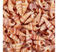 Boutigem 100Pcs Natural Conch Shell Beads No Hole Tiny Ocean Beach Seashells Beads for DIY Craft Fish Tank Vase Filler Home Wedding Decor