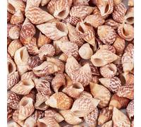 Boutigem 100Pcs Natural Conch Shell Beads Spiral Shell Beads No Hole Tiny Ocean Beach Seashells Beads for DIY Craft Vase Filler Home Decor