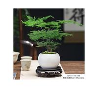 (Boutique bamboo+white round+moss+base) Four Seasons Changqing Office Creative Indoor Flowers And Green Planting Desktop Purify Air Text Bamboo Potted Plant Small Bonsai