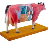 Bovine Acupuncture Points Model, Cow Musculo System Skeleton Model, 68 Acupuncture Points Display, for Veterinary Animal Anatomy Teaching.