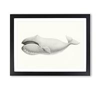 Bowhead Whale By C.M. Scammon Vintage Framed Print | A3 Black Framed Wall Art | Ready to Hang | Classic Animal Picture | Living Room Bedroom Lounge Office