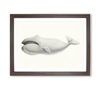 Bowhead Whale By C.M. Scammon Vintage Framed Print | A3 Walnut Framed Wall Art | Ready to Hang | Classic Animal Picture | Living Room Bedroom Lounge Office
