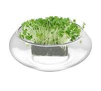 Bowl Planter Clear Glass Decorative Vase
