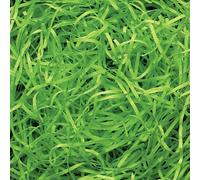 Box.it.pack.it Lime Green Shredded Kraft Paper, 500g