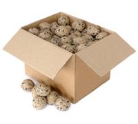 Box of 100 Quality Fat Balls - No Nets