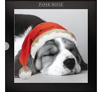 Box of 16 Puppy & Kitten Photographic Christmas Cards in 2 Designs Boxed Xmas XLDB0081