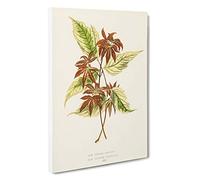 Boxelder Maple Leaf by Benjamin Fawcett Canvas Print for Living Room Bedroom Home Office Décor, Wall Art Picture Ready to Hang, 30 x 20 Inch (76 x 50 cm)