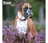 Boxer 2026 Calendar | Square Wall Calendar | Dog Breed Gift | Plastic Free Packaging | by Avonside Publishing