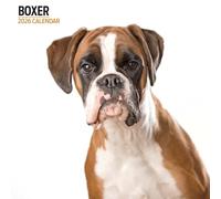 Boxer 2026 Modern Calendar