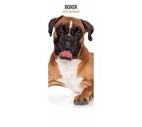 Boxer 2026 Slim Calendar