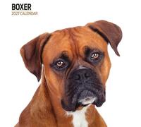 Boxer 2027 Modern Calendar