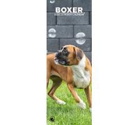 Boxer Dog 2026 Wall Calendar, 12-Month Slim Format, Made in England