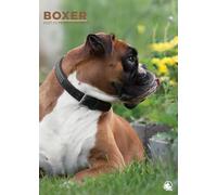 Boxer Dog 2027 Calendar, A3, Full Colour, Wirobound (CRU)