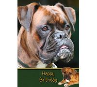 Boxer Dog Birthday Card