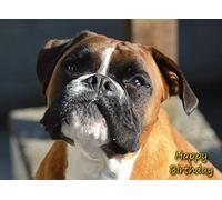 Boxer Dog Birthday Greeting Card