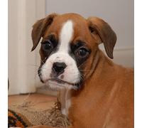 Boxer Dog Greeting Card Square - Gift Idea Special Occasion Blank Inside with Envelope Premium Unique Design Animal Cute Illustrated Wildlife Quality Included UK Designed
