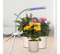 Boxer Gifts Wicked Waterer Plant Booster LED Grow Light Boxer Gifts Multicolor