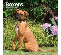 Boxers International Edition | 2025 12 x 24 Inch Monthly Square Wall Calendar | Plastic-Free | BrownTrout | Animals Dog Breeds