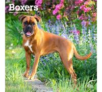 Boxers International Edition | 2026 12 x 24 Inch (Hanging) Monthly Square Wall Calendar | Plastic-Free | BrownTrout | Animals Dog Breeds